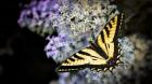 Western Tiger Swallowtail Butterfly On A Lilac Bush