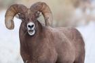 Bighorn Sheep With Grass In His Mouth