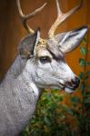Close-Up Of A Mule Deer