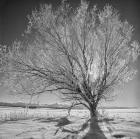 Lone Ice Tree (BW)