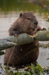 North American Beaver Gnawing Through An Aspen