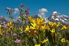 Mule's Ear And Sticky Geraniumm Wyoming