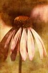 Echinacea I