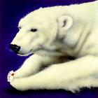 Polar Pair