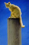 Pole Cat