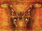 Attacus Atlas Moth