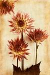 Dahlia II