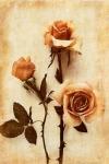 Orange Rose I