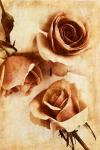 Orange Rose II