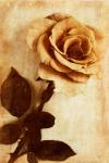 Orange Rose III