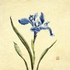 Blue Botanical