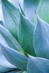 Agave I