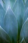 Agave V