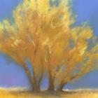 Fall Cottonwoods