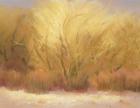 Winter cottonwoods