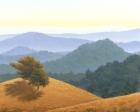 Hills of Marin