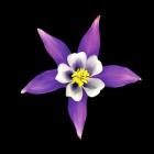 Columbine