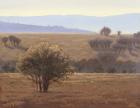 Trees in Dry Fields