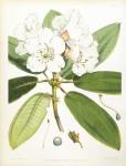 Rhodedendrum Aucklandi