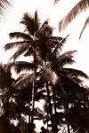 Sepia Palm 1