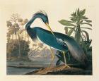 Louisiana Heron Plate 217