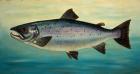 Atlantic Salmon