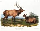 American Elk