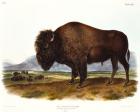 American Bison