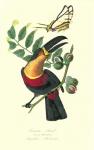 Toucan on Nutmeg