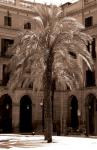 Palm Barcelona