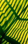 Tropical Leaf 2