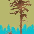 Douglas Fir