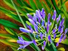 Agapanthus