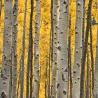 Aspen Trees 3