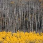 Aspen Trees 4