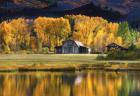 Aspen Trees with Barn