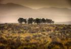 Row of Trees