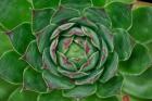 Cabbage Flower 1