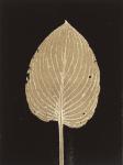 Hosta C