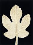 Leaf B