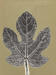 Leaf C