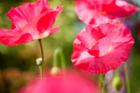 Four Poppies