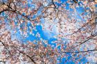 Forest Canopy 1
