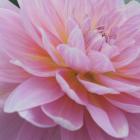 Dreamy Dahlia