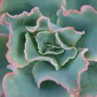 Lettuce Leaf Succulent