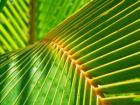 Palm Frond