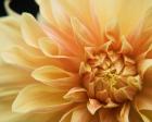 Peach Dahlia One