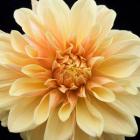 Peach Dahlia Two