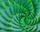 Succulent Swirl