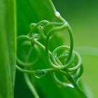 Sweet Pea Tendril